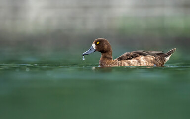 Fototapeta premium Beautiful bird in the wild life of Nepal.
