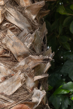 Pruned and dried palm tree branches. Palm Tree Bark.