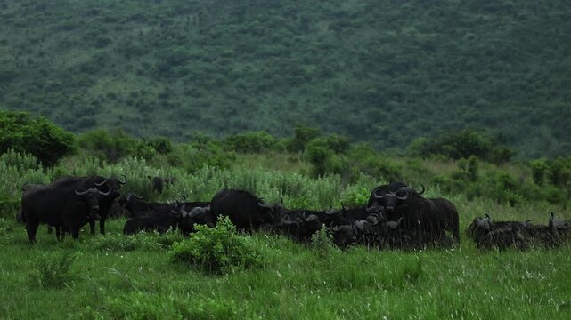 Herd of buffalo grazing in lush green grasslands, surrounded by dense vegetation in a wildlife reserve, peaceful scene of wild bovines roaming freely under natural sunlight in their vibrant natural