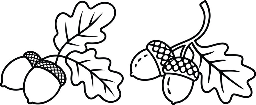 Two oak branches with acorns and distinctive lobed leaves, line art illustration, white background