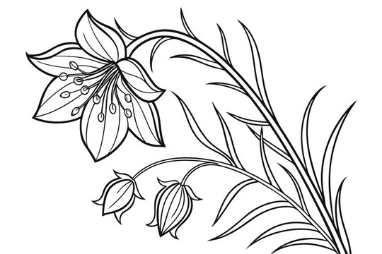 coloring page line art the nigella flower black vector