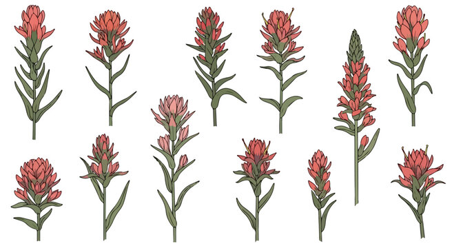 Collection of diverse Indian Paintbrush wildflowers in various stages of bloom with green stems and leaves