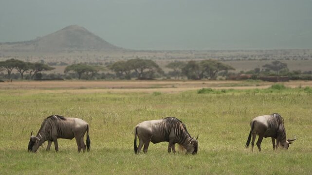 Two wildebeest grazing on open savannah with mountain Maasai Mara Kenya East Africa shot