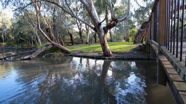 Tranquil creek with leaning eucalyptus trees and wooden bridge in Balyang Sanctuary, Geelong, Australia. Natural reserve with native trees, water reflection, and peaceful outdoor environment.