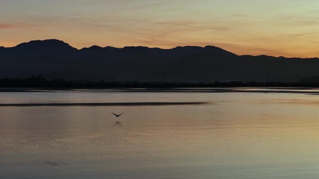 Ave volando sobre las aguas de las marismas de santo&ntilde;a, Cant&aacute;brica, Laredo, Santo&ntilde;a