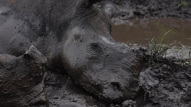 Rhinoceroses wallowing in muddy water under warm sunlight, massive bodies covered in wet earth as they rest and cool down, natural behavior captured in a raw wildlife scene in their rugged habitat.