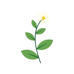 Obraz premium Fresh green plant with single yellow blossom isolated