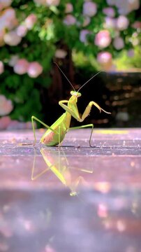 A video of a small green praying mantis standing on a wet surface in a garden with flowers