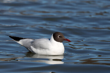 Fototapeta premium Black-headed gull