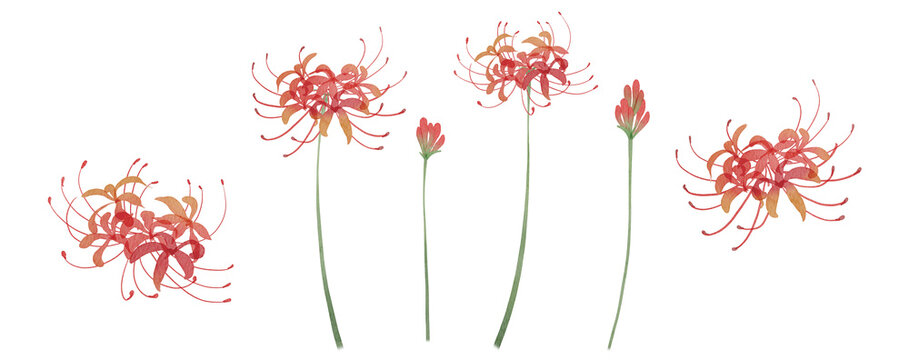 Watercolor Red Spider Lily Higanbana Clipart Set. Hand-painted red lycoris radiata flowers, buds and stems on transparent background PNG clipart.300dpi