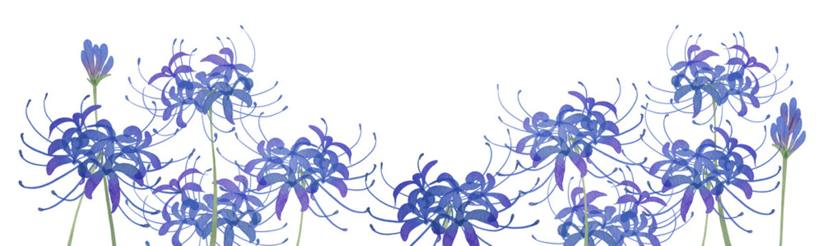 Watercolor Blue Spider Lily Higanbana Clipart frame Set. Hand-painted blue lycoris radiata flowers, buds and stems on transparent background PNG clipart.300dpi