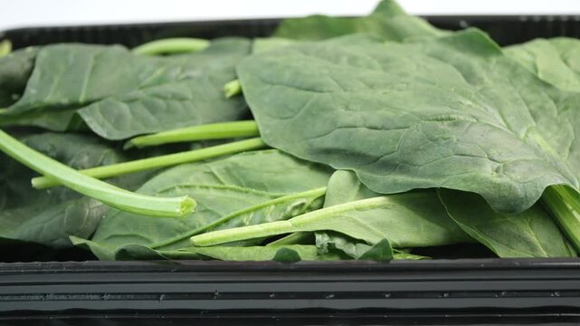 Fresh spinach leaves in black plastic container rotating on white background studio shot.