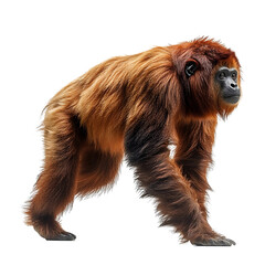Obraz premium Extreme side view full body shot of Colombian red howler walking isolated on a white background