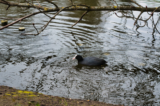 Łyska Zwyczajna w Łazienkach Kr&oacute;lewskich