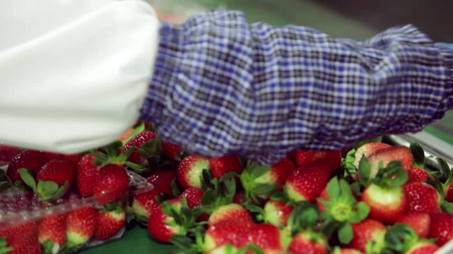 딸기농장딸기포장딸기쏟기(과일+디저트+작업+노동+플라스틱용기+판매+유통+분류)
