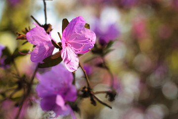 Kwitnący wiosną Różanecznik © Krzysiek Cegiełka