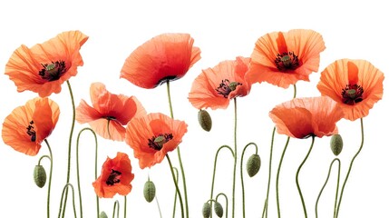 Obraz premium Collection of Orange Poppies with Buds on White Background