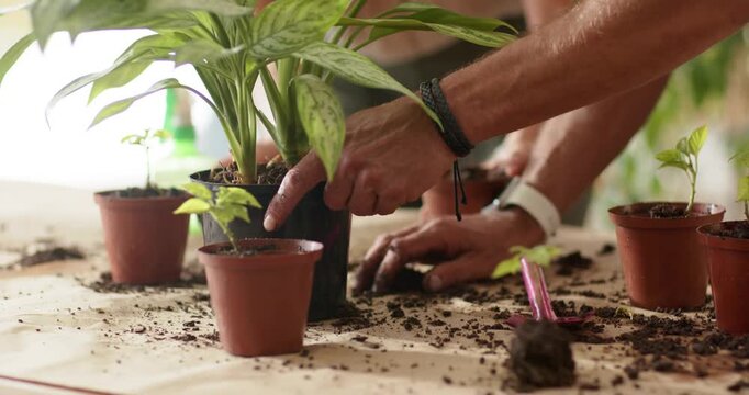Two friends holding plant, scooping soil and repotting seedlings into clay pots for growth at table