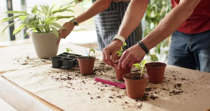 Diverse couple lifting seedlings from tray, potting into pots, misting with sprayer to transplant
