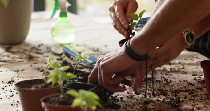 Two friends loosening soil then potting seedlings from tray into terracotta pots using trowel