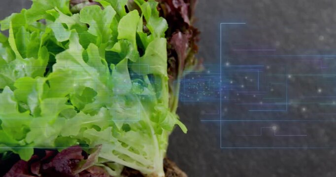 Vertical video: Zooming camera revealing lettuce roots receding on slate, showing texture with grid