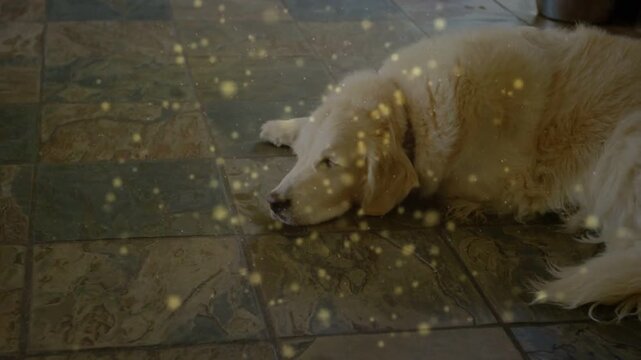 Dog resting tiles lifting head, reacting to bowl appearing, golden drift obscuring dog for pet care