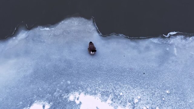 A Canada goose that stayed through winter stands alone on thawing river ice, seen from above in early spring before the others return for the season.