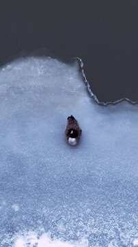 A Canada goose that stayed through winter remains alone on midstream river ice, seen from above in a quiet vertical wildlife scene as spring thaw begins.