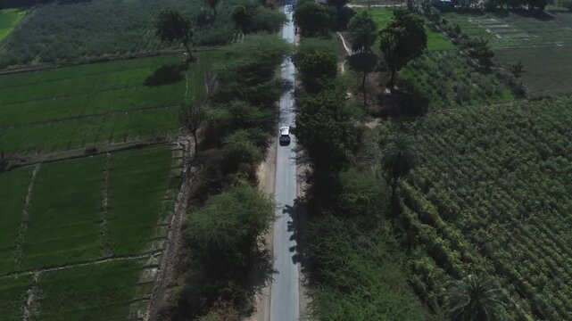 Overhead drone footage tracks a white vehicle along a tree-lined state highway cutting through vibrant green farmland in Rohida, Rajasthan. Midday sunlight illuminates the agricultural landscape.