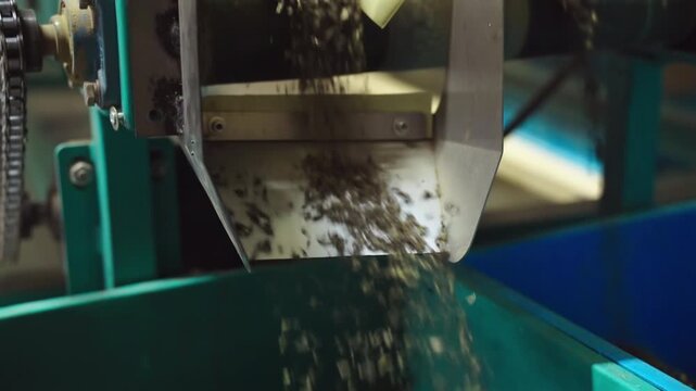 Sorted tea leaves dumped into collection bins for packaging stage inside tea processing facility, Sri Lanka