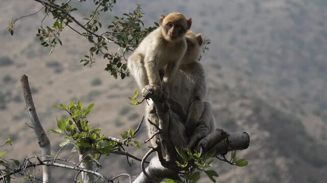 Barbary macaques on a tree in Morocco's scenic Ourika Valley setting