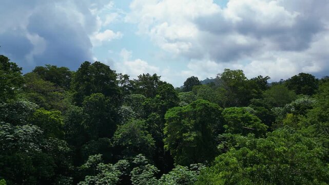Aerial view of a Bird of Prey gliding over lush green jungle under a cloudy Sky