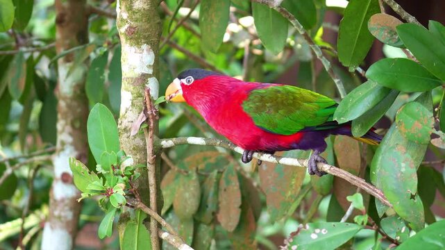 A Purple-bellied lory (Lorius hypoinochrous) perches on branch, foraging for food, close up shot.