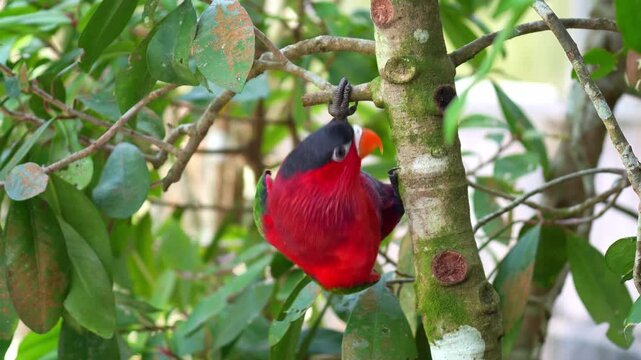 A Purple-bellied lory (Lorius hypoinochrous) moves around the tree branches, curiously looking around its surroundings, close up shot.