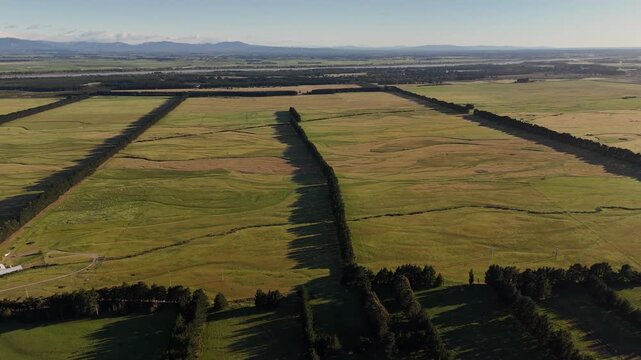 Vast green farmland and pastures with windbreak tree lines on the Canterbury Plains near Sheffield, New Zealand. Aerial drone