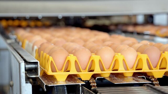 Static shot of brown eggs in yellow plastic trays moving on a conveyor belt inside an egg processing and packing factory, automated poultry farm production line and food industry packaging system