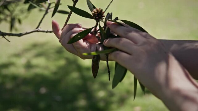 Close-up of hands gently feeling eucalyptus buds on a gum tree branch in natural light. Native Australian flora, tactile connection with nature, soft focus background.