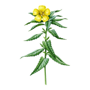 Damiana plant with leaves and flower isolated. Hand-painted Turnera diffusa medicinal herb botanical watercolor illustration, ideal for herbal medicine, wellness and natural health design
