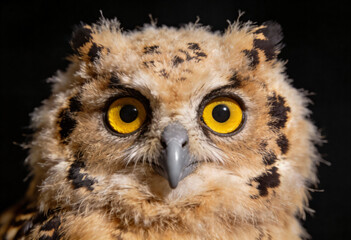 Fototapeta premium Close-up of a spotted owl with bright yellow eyes on black background