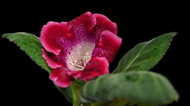 Beautiful helleborus hybridus flower with purple spots on a black background