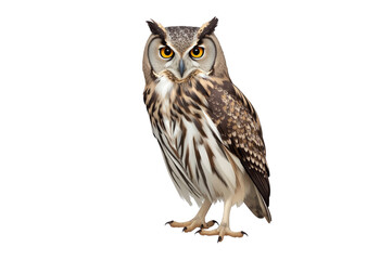 Fototapeta premium Great horned owl standing looking forward transparent background