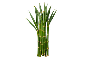 Obraz premium Green bamboo stalks with leaves on transparent background