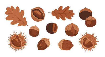 Fototapeta premium A diverse collection of brown oak leaves, hazelnuts, chestnuts, and acorns is scattered across a clean white background.