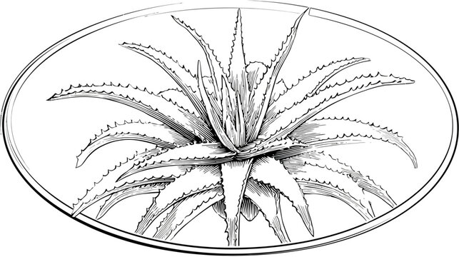 A detailed black and white illustration of an aloe vera plant within an oval frame