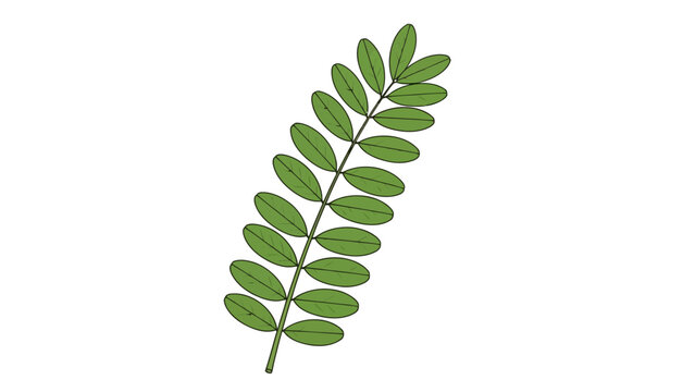 Green Leafy Branch Stem.