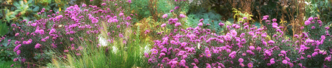 Obraz premium Garden, flowers and Italian aster in nature, growth and botanical plant in eco friendly environment. Floral, petals and pink leaves with banner, summer and sustainable bloom with bush on background