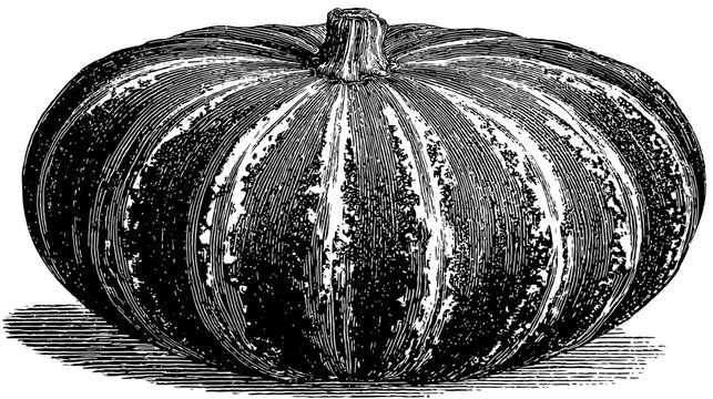 A detailed black and white illustration of a large squash with visible ridges and stem