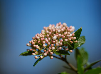 Naklejka premium Flower, bud and blossom with blue sky outdoor for pollination, ecology and horticulture. Space, Viburnum and blooming season with wildflower, flowering stage and botanical plants in natural habitat