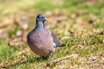 Gołąb grzywacz (Columba palumbus)  © Janusz Lipiński