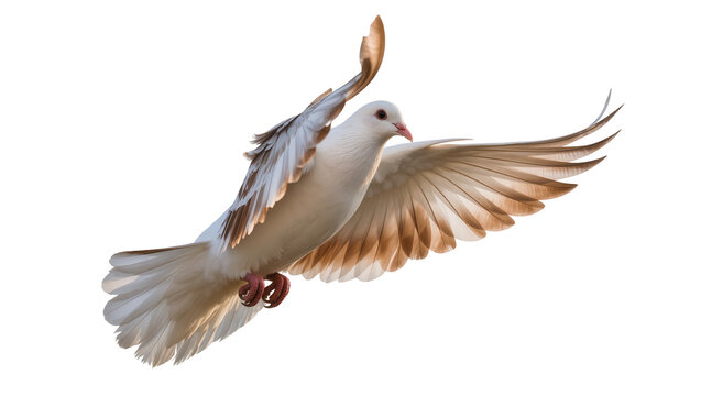 Pale dove soaring gracefully, displaying extended wings and delicate talons